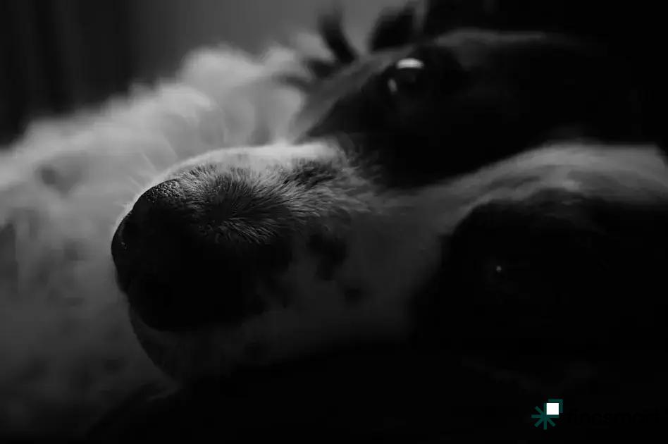 Pet Insurance and Health Innovations