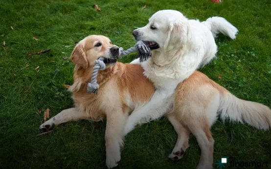 Pet Subscription Boxes Explained: Discover the Best Deals