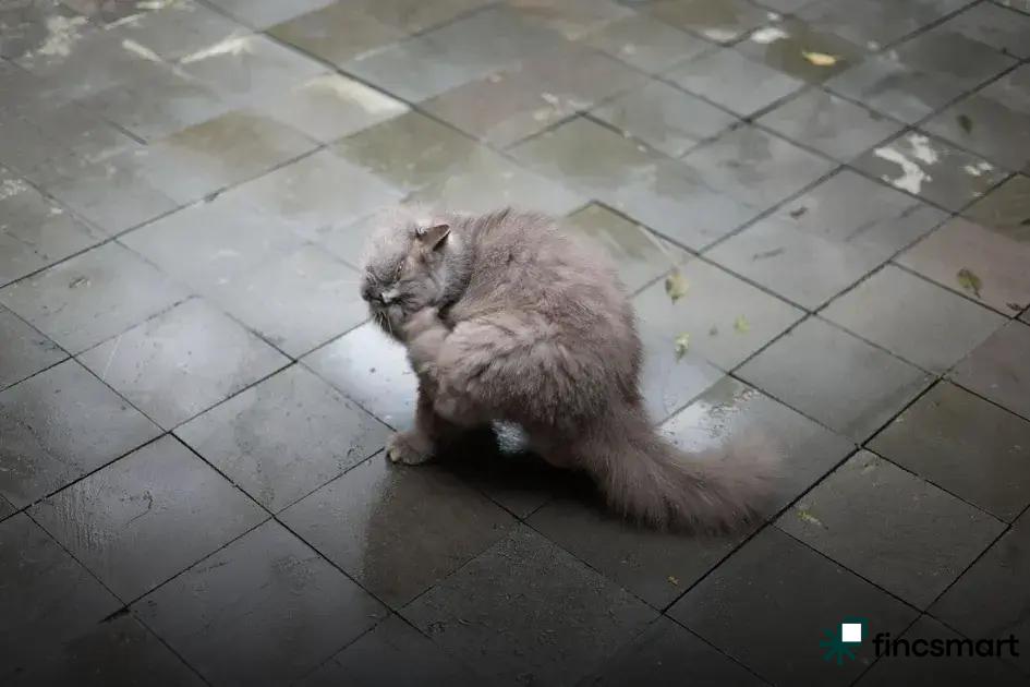 Preventing Dental Health Problems