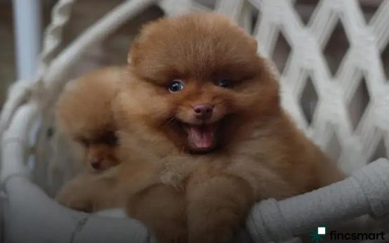 Puppy Care Guide: From Day One - Essential Tips Revealed