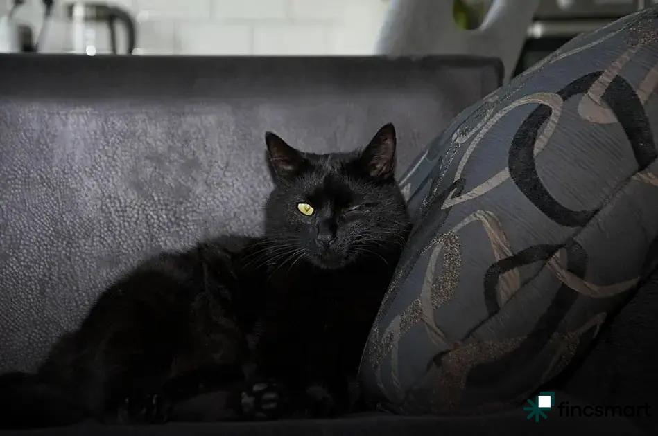 Regular Vet Visits and Check-Ups