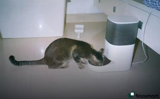 Reptile Care Basics for Beginners: Essential Tips to Start