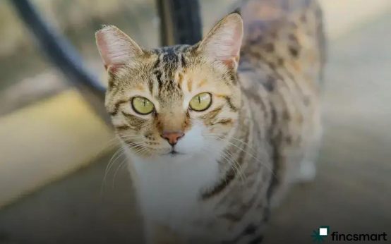 Safe Toys and Accessories for Small Pets: Top Picks Revealed