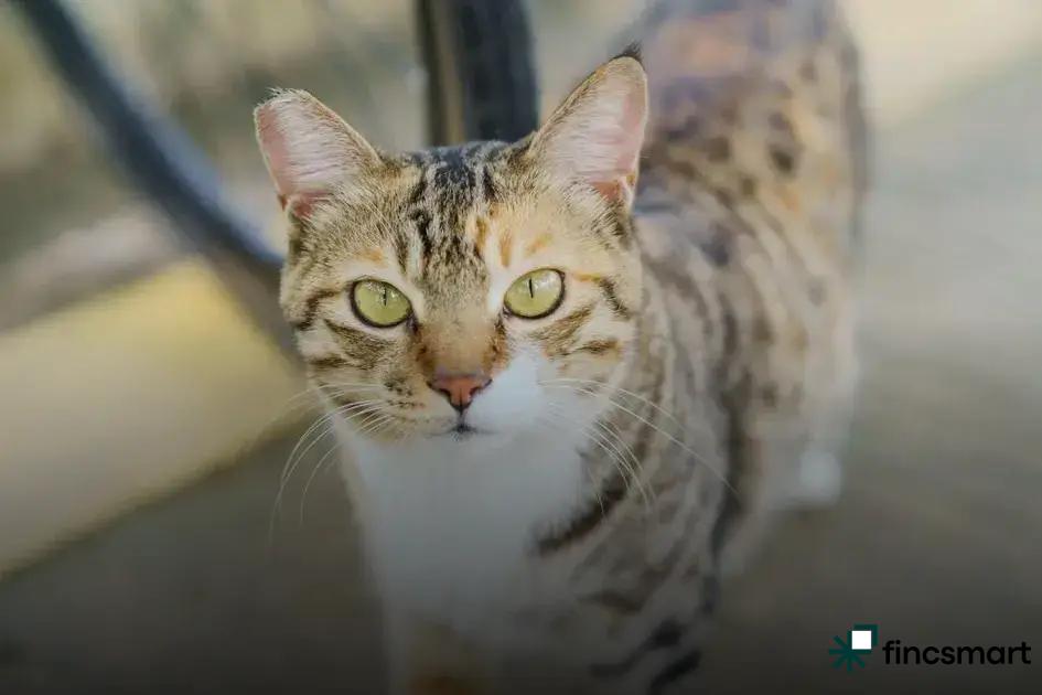 Safe Toys and Accessories for Small Pets: Top Picks Revealed