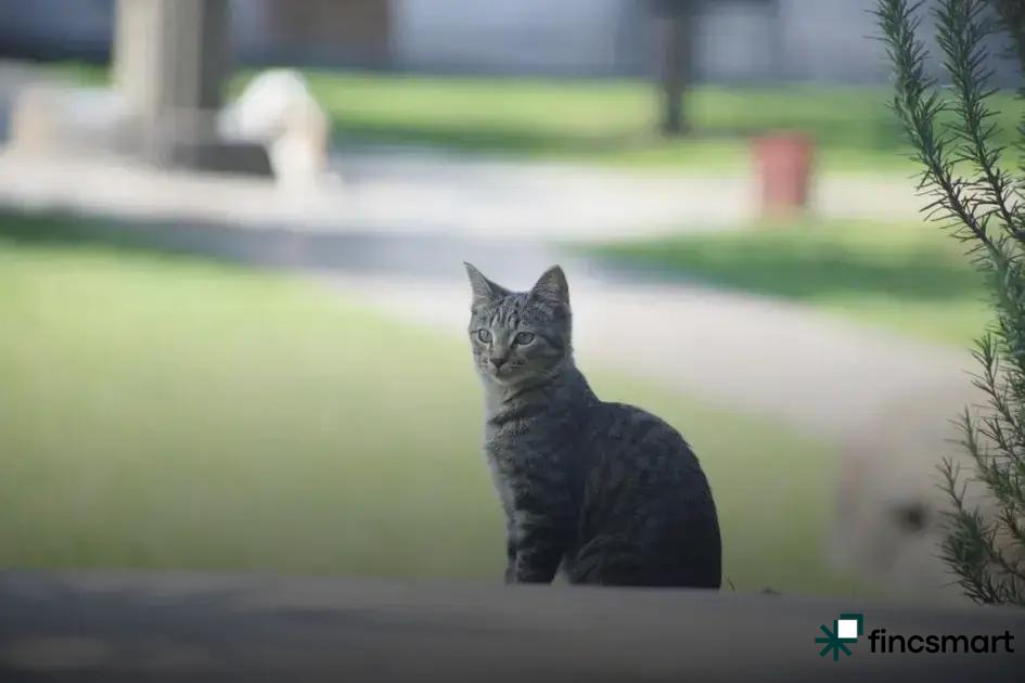 Safety and Travel Essentials for Cats