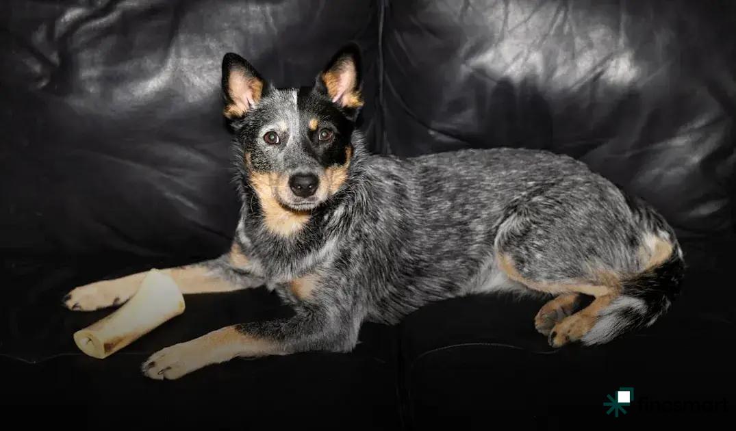 Small Dog Breeds for Families