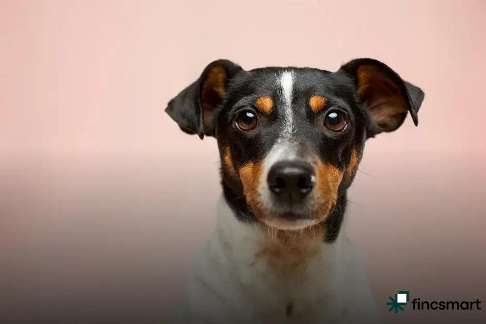 Step-by-Step Socialization Guide