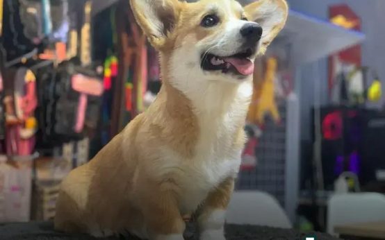 Terrarium Setup Guide: Secrets to a Thriving Ecosystem