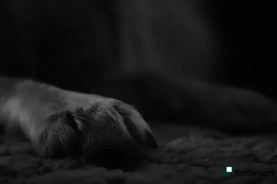 The Beauty of Saltwater Aquariums