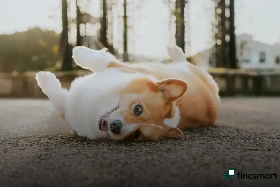 The Most Popular Luxury Pet Items