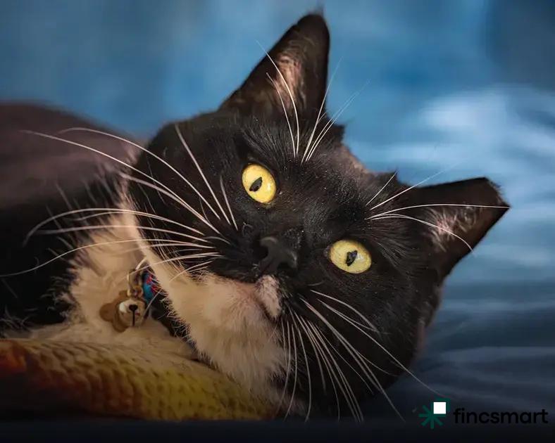 Top Feeding Accessories for Cats