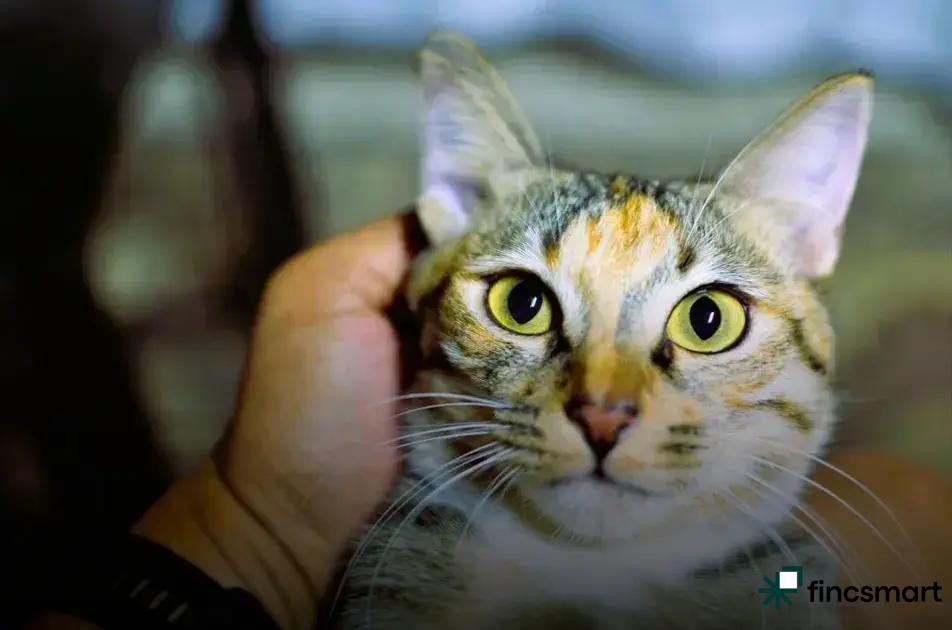 Top Recommended Toys for Small Pets