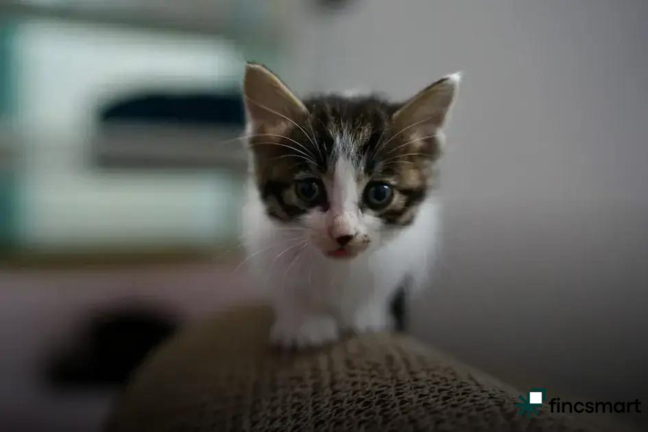 Travel Tips for Small Pets: Essential Guide for Safe Adventures