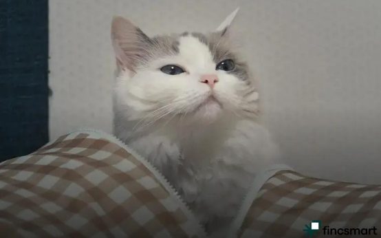 Understanding Cat Behavior and Body Language: A Pet Owner's Guide