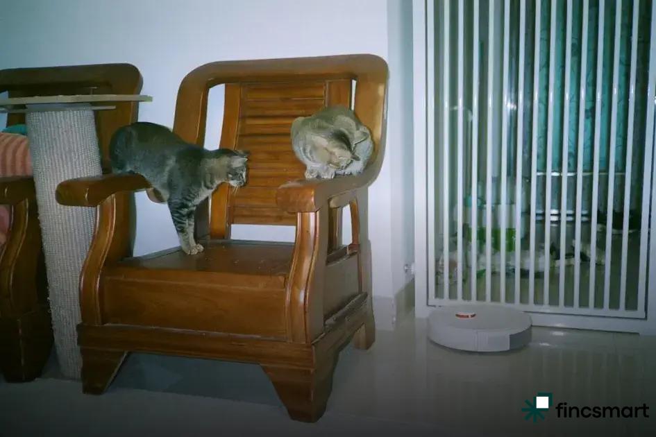 Understanding Cat Grooming Habits